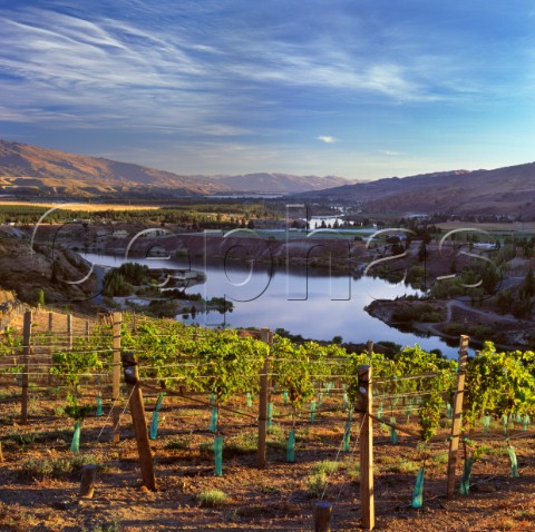 Black Rabbit vineyard of Mount Difficulty above Lake Dunstan Bannockburn  Central Otago New Zealand