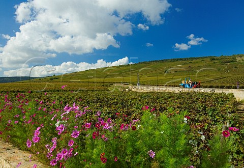 Flowers bordering Les Chaumes vineyard with the vineyards of La Tche and Aux Malconsorts beyond VosneRomane Cte dOr France  Cte de Nuits