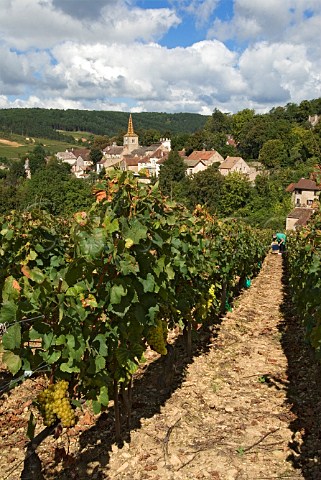 Worker examining Chardonnay grapes prior to harvest in vineyard on the hill of Corton at PernandVergelesses  Cte dOr France  CortonCharlemagne