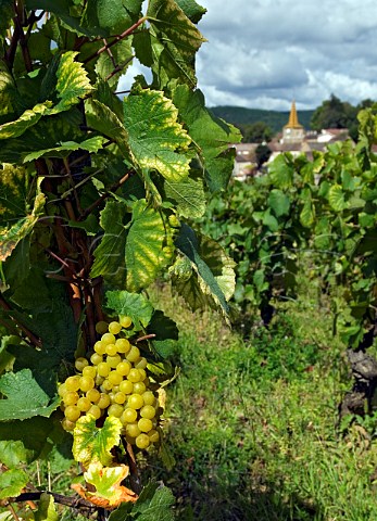 Ripe Chardonnay grapes in vineyard of Domaine Bonneau du Martray on the hill of Corton with village of PernandVergelesses in background  Cte dOr France  CortonCharlemagne