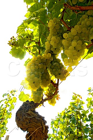 Chardonnay grapes in vineyard of Domaine Bonneau du Martray on the hill of Corton PernandVergelesses Cte dOr France  CortonCharlemagne