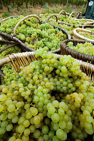 Harvested Chardonnay grapes in traditional wicker baskets in vineyard of Louis Latour on the Hill of Corton PernandVergelesses Cte dOr France  Corton Charlemagne