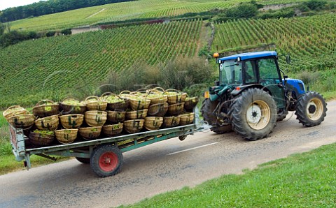 Tractor with traditional wicker baskets of harvested Chardonnay grapes from vineyard of Louis Latour on the hill of Corton PernandVergelesses Cte dOr France  Corton Charlemagne