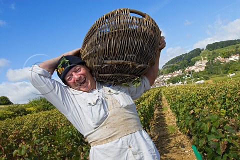 Grape picker carrying traditional wicker basket of Chardonnay grapes in the Ile des Vergelesses vineyard of Louis Latour  PernandVergelesses Cte dOr France   Cte de Beaune Premier Cru