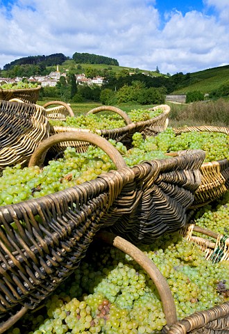 Traditional wicker baskets of harvested Chardonnay grapes in Ile des Vergelesses vineyard of Louis Latour  PernandVergelesses Cte dOr France  Cte de Beaune Premier Cru