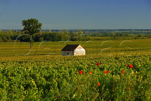 Stone hut in Les Genevrires vineyard  Meursault Cte dOr France  Cte de Beaune Premier Cru