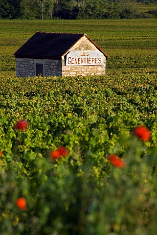Stone refuge in Les Genevrires vineyard with poppies in foreground  Meursault Cte dOr France  Cte de Beaune Premier Cru
