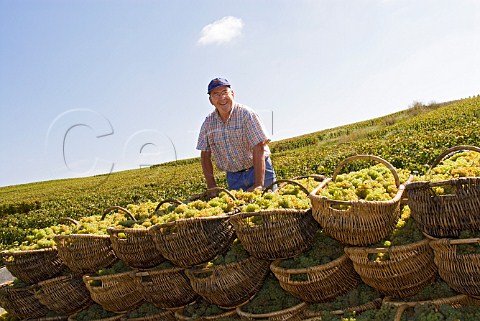 Mr Pavelot in Ile des Vergelesses vineyard with his harvested Chardonnay grapes in traditional wicker baskets  PernandVergelesses Cte dOr France  Cte de Beaune Premier Cru