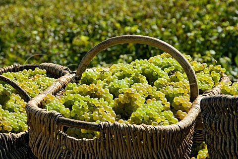 Harvested Chardonnay grapes in traditional wicker baskets in the Domaine Pavelot parcel of Ile des Vergelesses vineyard  PernandVergelesses   Cte dOr France  Cte de Beaune Premier Cru