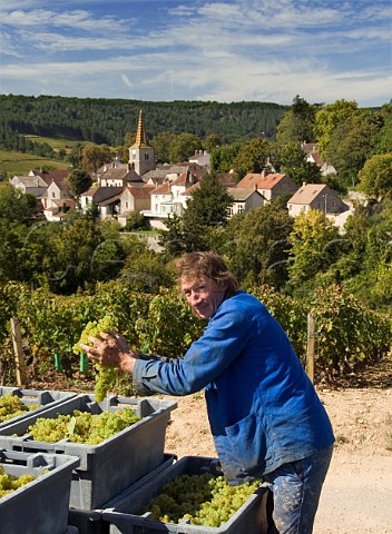 Crates of harvested Chardonnay grapes from vineyard of Christophe Denis on the hill of Corton   PernandVergelesses Cte dOr France  Corton Charlemagne