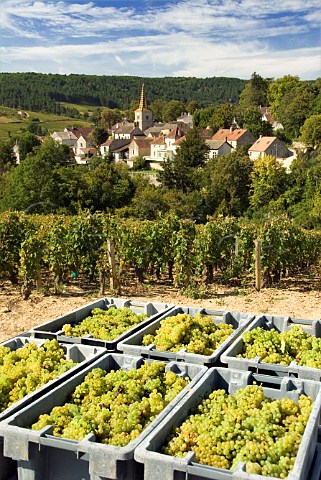 Crates of harvested Chardonnay grapes from vineyard of Christophe Denis on the hill of Corton   PernandVergelesses Cte dOr France  Corton Charlemagne
