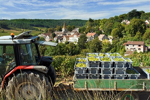 Tractor with crates of harvested Chardonnay grapes from vineyard of Christophe Denis on the hill of Corton   PernandVergelesses Cte dOr France  Corton Charlemagne