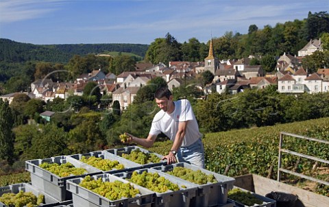 Christophe Denis with his Chardonnay grapes harvested from vineyard on the hill of Corton  PernandVergelesses Cte dOr France  Corton Charlemagne