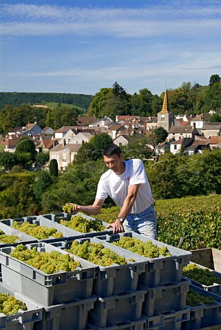 Christophe Denis with his Chardonnay grapes harvested from vineyard on the hill of Corton  PernandVergelesses Cte dOr France  Corton Charlemagne