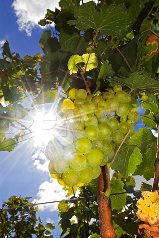 Chardonnay grapes in CortonCharlemagne vineyard of Bonneau du Martray   PernandVergelesses Cte dOr France Cte de Beaune Grand Cru