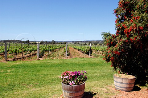 Vineyard at Thalgara Estate Pokolbin Lower Hunter Valley New South Wales Australia