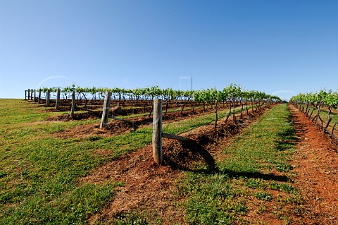 Vineyard at Lindemans Pokolbin Lower Hunter Valley New South Wales Australia