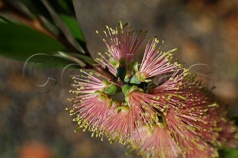 Pink Bottlebrush Callistemon New South Wales Australia