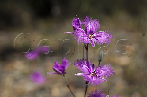 Fringed Violet or Fringed Lily Thysanotus tuberosus New South Wales Australia