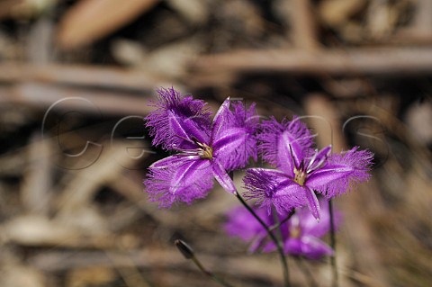 Fringed Violet or Fringed Lily Thysanotus tuberosus New South Wales Australia