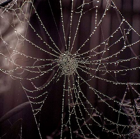 Spiders web covered in dew