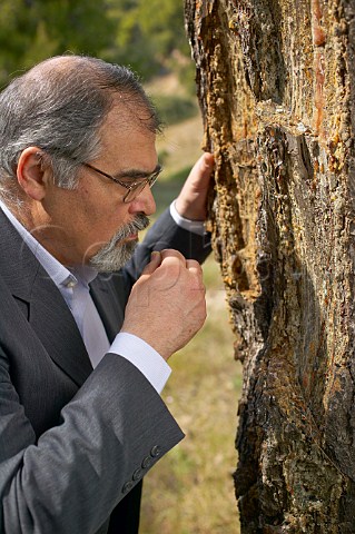 Stelios Kechris of Stelios Kechris Winery testing pine resin for Retsina wine Kalochori Greece Thessaloniki