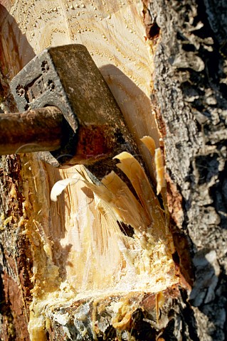 Using an adze to prepare a tree for pine resin extraction for retsina wine Kouvaras Greece Attica