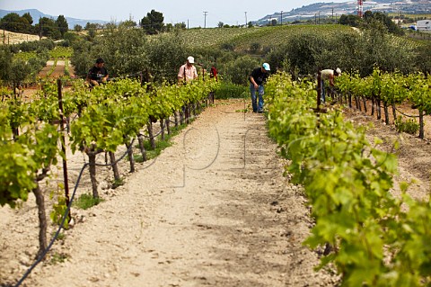 Vineyards of Gaia Wines Koutsi Greece Nemea