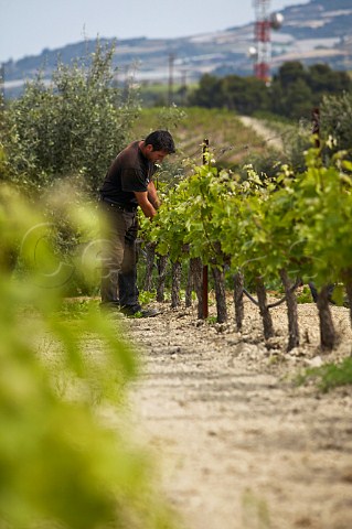 Vineyard of Gaia Wines Koutsi Greece Nemea