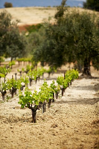 Young vines in vineyard of Gaia Wines Koutsi Greece Nemea