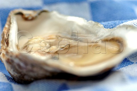 Fresh oyster in half shell