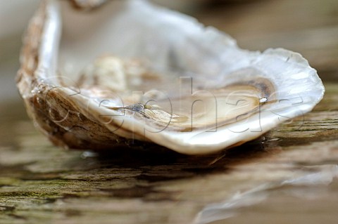Fresh oyster in half shell
