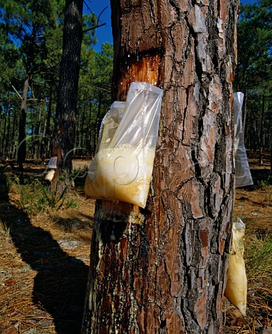 Collecting pine resin in the Landes Forest Aquitaine France