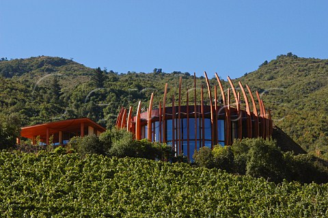 Petit Verdot vineyard below Clos Apalta winery of Lapostolle Apalta Colchagua Valley Chile