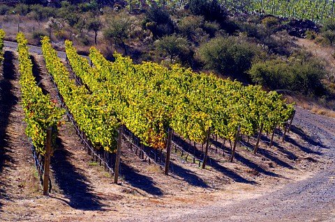 Cabernet Sauvignon vineyard of Via MontGras Colchagua Valley Chile