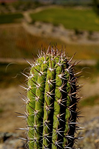 Cactus in vineyard of Via MontGras Colchagua Valley Chile