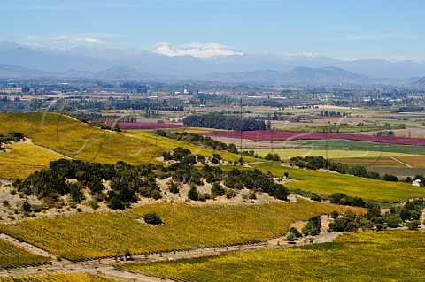 Autumnal vineyards of Via MontGras in the Colchagua Valley Chile