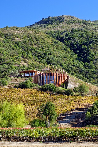 Petit Verdot vineyard below Clos Apalta winery of Lapostolle Colchagua Valley Chile