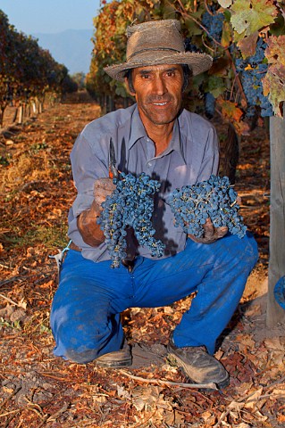 Harvesting Malbec grapes for Viu Manent Colchagua Chile