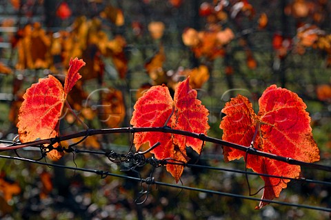 Autumnal Petit Verdot leaves in Clos Apalta vineyard of Lapostolle Colchagua Chile