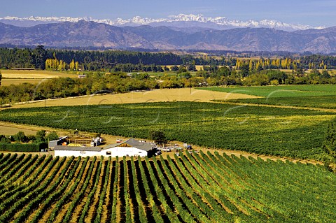 El Olivar vineyards of Viu Manent with the Andes in distance Colchagua Chile