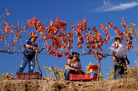 Harvesting Syrah grapes in Los Lingues vineyards of Casa Silva winery Colchagua Chile