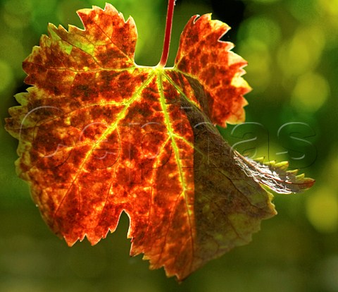 Autumnal Malbec leaf in vineyard of Viu Manent   Colchagua Chile