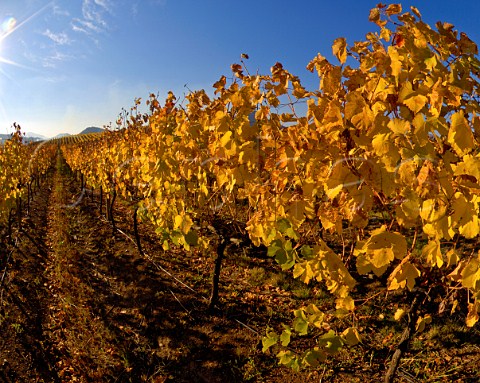 Autumnal colours in Los Lingues vineyard of Casa Silva Colchagua Chile