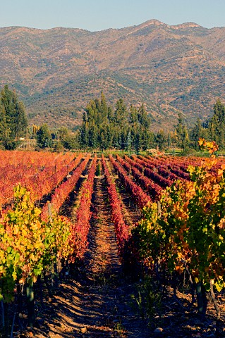 Autumnal colours in Los Lingues vineyards of Casa Silva Colchagua Chile