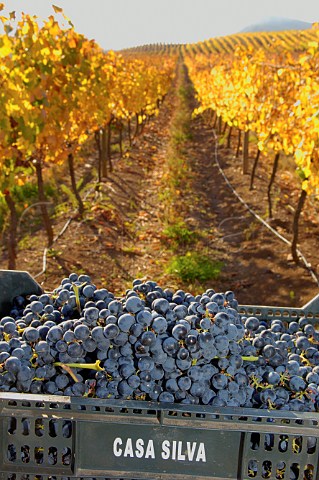 Crate of harvested Carmnre grapes in Los Lingues vineyard of Casa Silva Colchagua Chile