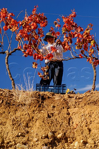 Harvesting Syrah grapes in Los Lingues vineyards of Casa Silva Colchagua Chile