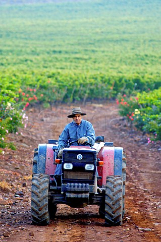 Tractor in Viu Manent vineyards Colchagua Chile