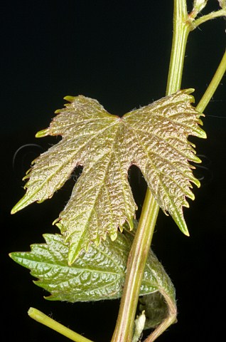 Malbec leaf detail OFournier winery Mendoza Argentina
