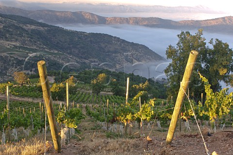 New Syrah vineyard of Luis Felipe Edwards at an altitude of around 1000 metres above the Puquillay Valley the highest in Colchagua Chile Rapel